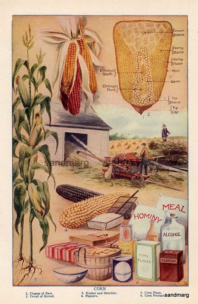 1929 Corn Illustration From Cob to Hominy Meal Vintage Paper