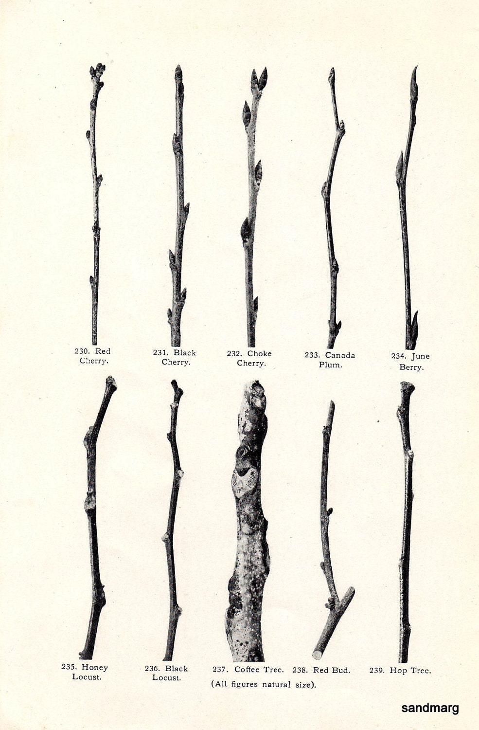 Antique Chart Tree Branches Buds Mountain Ash Cucumber Tulip Plum Cherry Locust Botanical Print to Frame