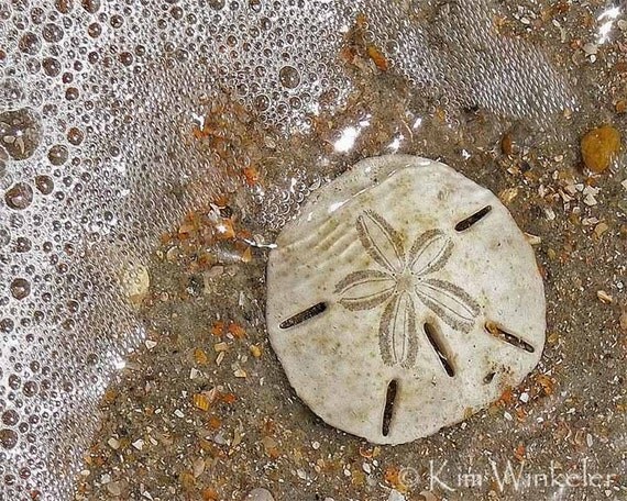 Sand Dollar in Surf 8x10 Fine Art Photograph