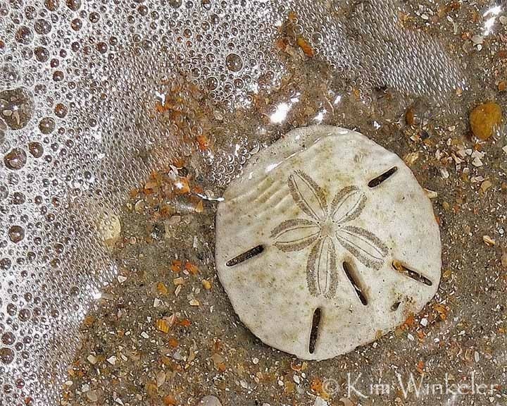 Sand Dollar in Surf 8x10 Fine Art Photograph