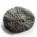 Sea Urchin Ring Silver Shell Adjustable Sand Dollar