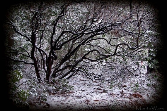 Rhododendron in the Snow . 8x12 print
