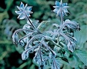 One ounce Borage Flower Remedy For Grief Stress Emotional Health