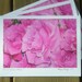 A Rose is A Rose is A Rose, 6 Cards