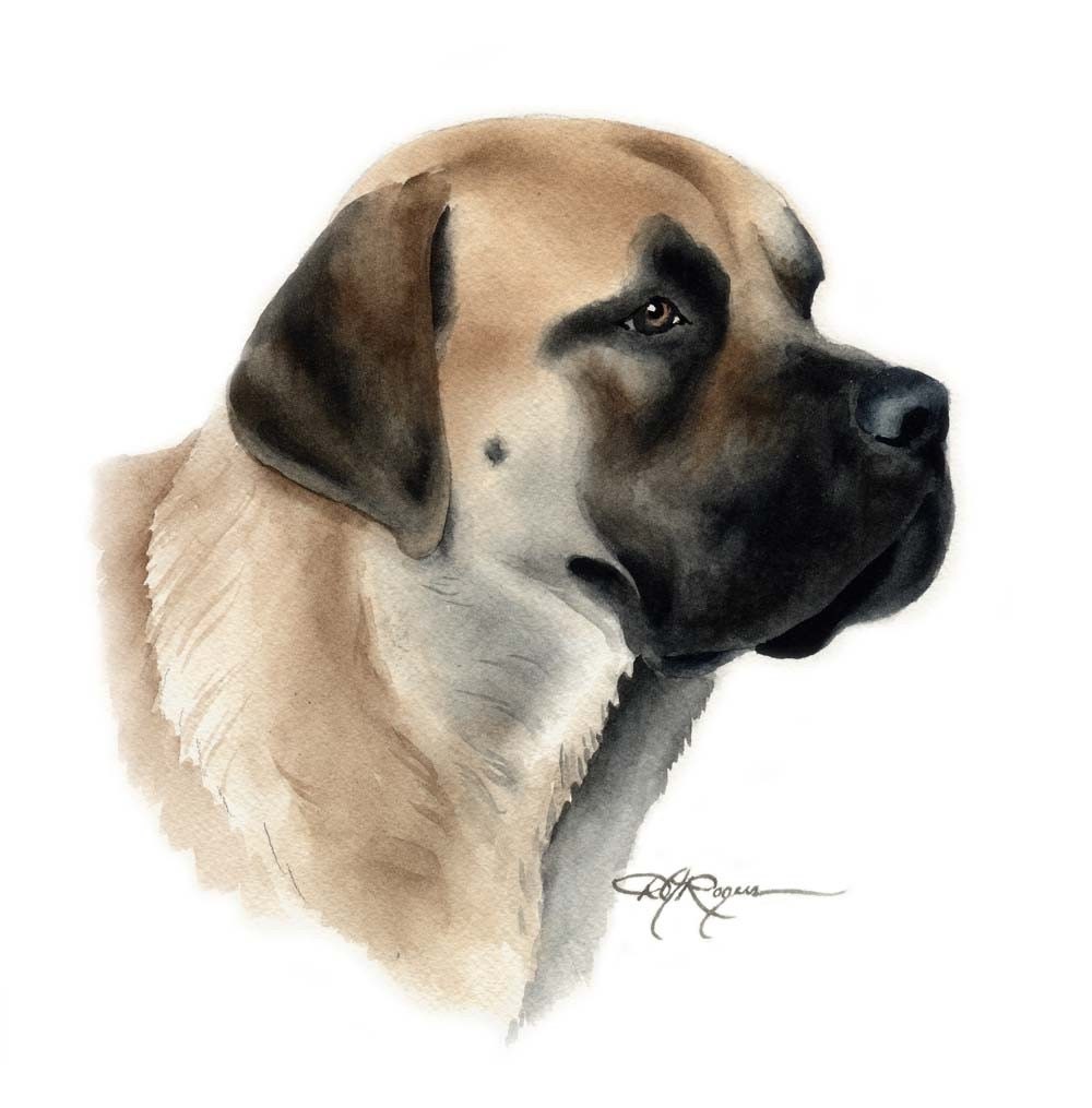 ENGLISH MASTIFF Dog Art Print Signed by Artist DJ Rogers