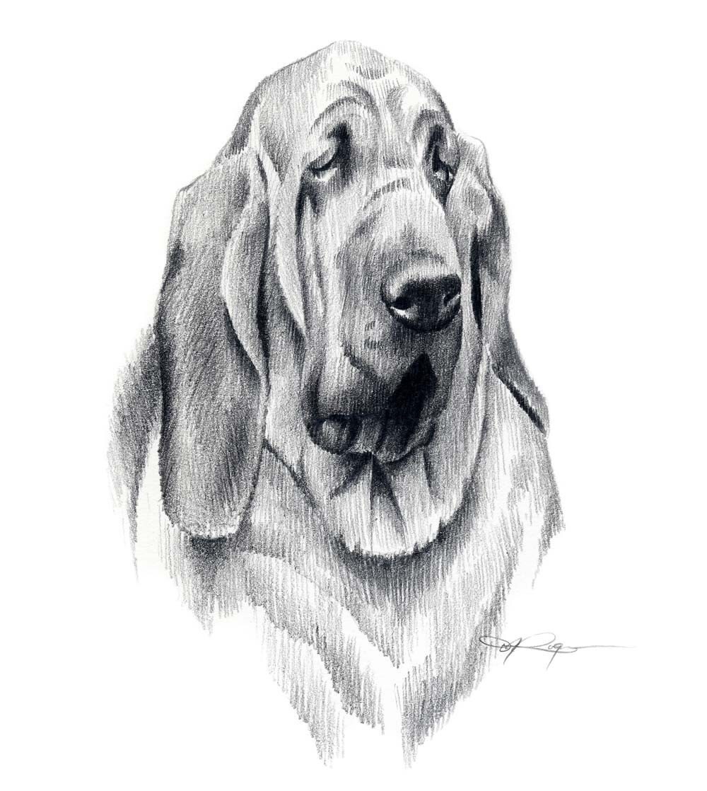 Bloodhound Drawing