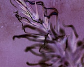 Let Your Thoughts Take Seed - Textured Digital Art Photo Print