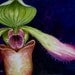 Original Watercolor Painting - Borneo Slipper Orchid P. Hookerea
