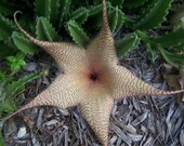 STRAPELIA - Star Cactus Plant 2 Cuttings