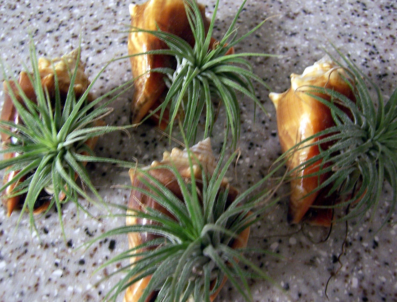 Air Plants in Conch Shells - 4 pieces - Tillandsia ionatha