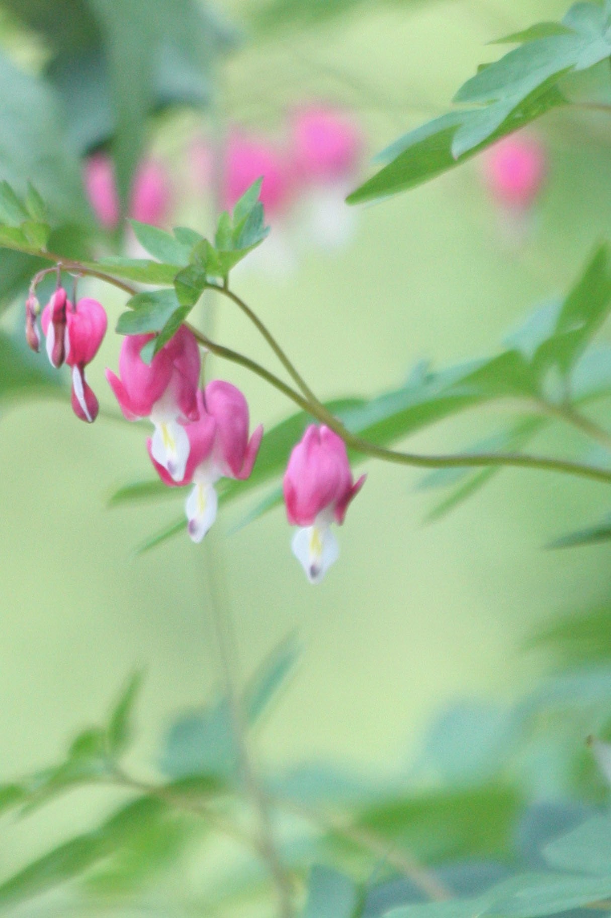 Let me say I Love You, Bleeding Hearts Floral NoteCard