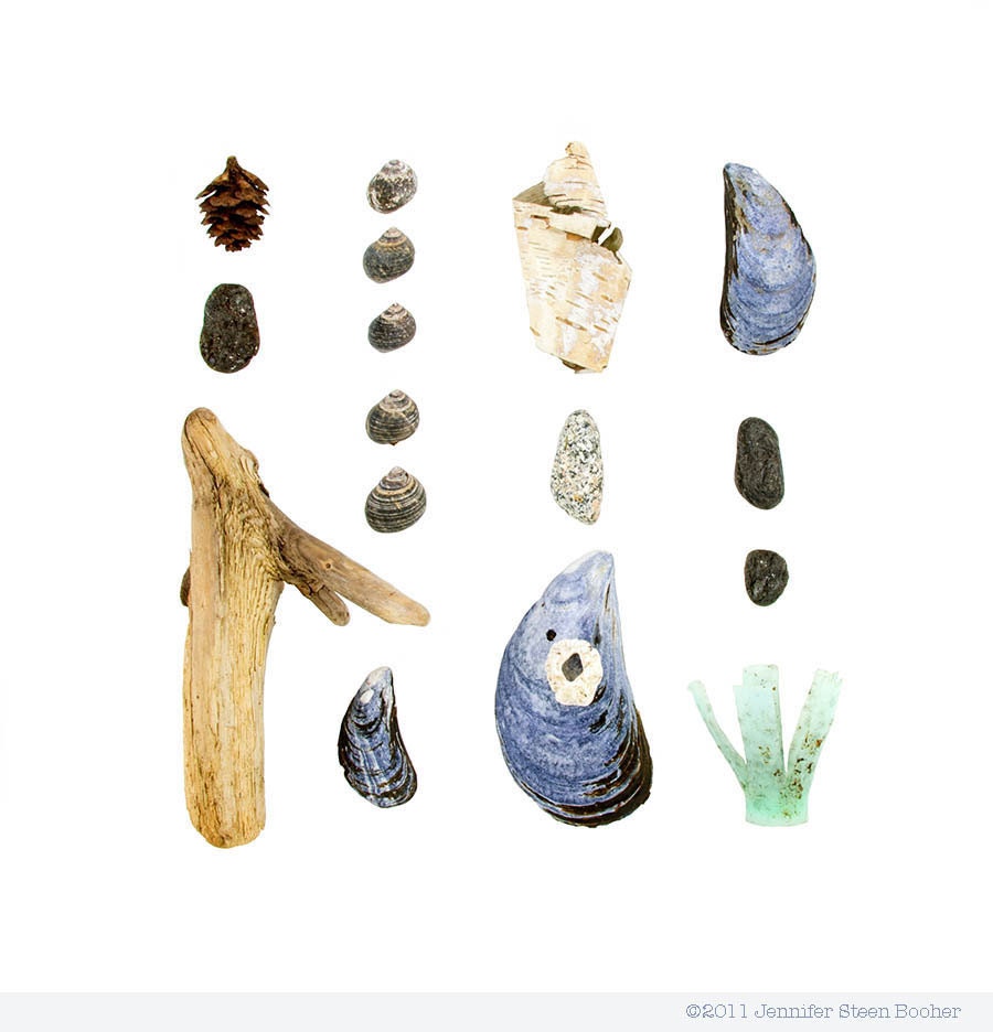 Beachcombing series No.36 - 12 x 12 photograph - blue mussel, shell, driftwood, periwinkle, beach stone