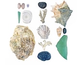 Fiji Beachcombing series No.8 - 8x8 photograph - giant clam, coral, scallop, spider conch, sea glass