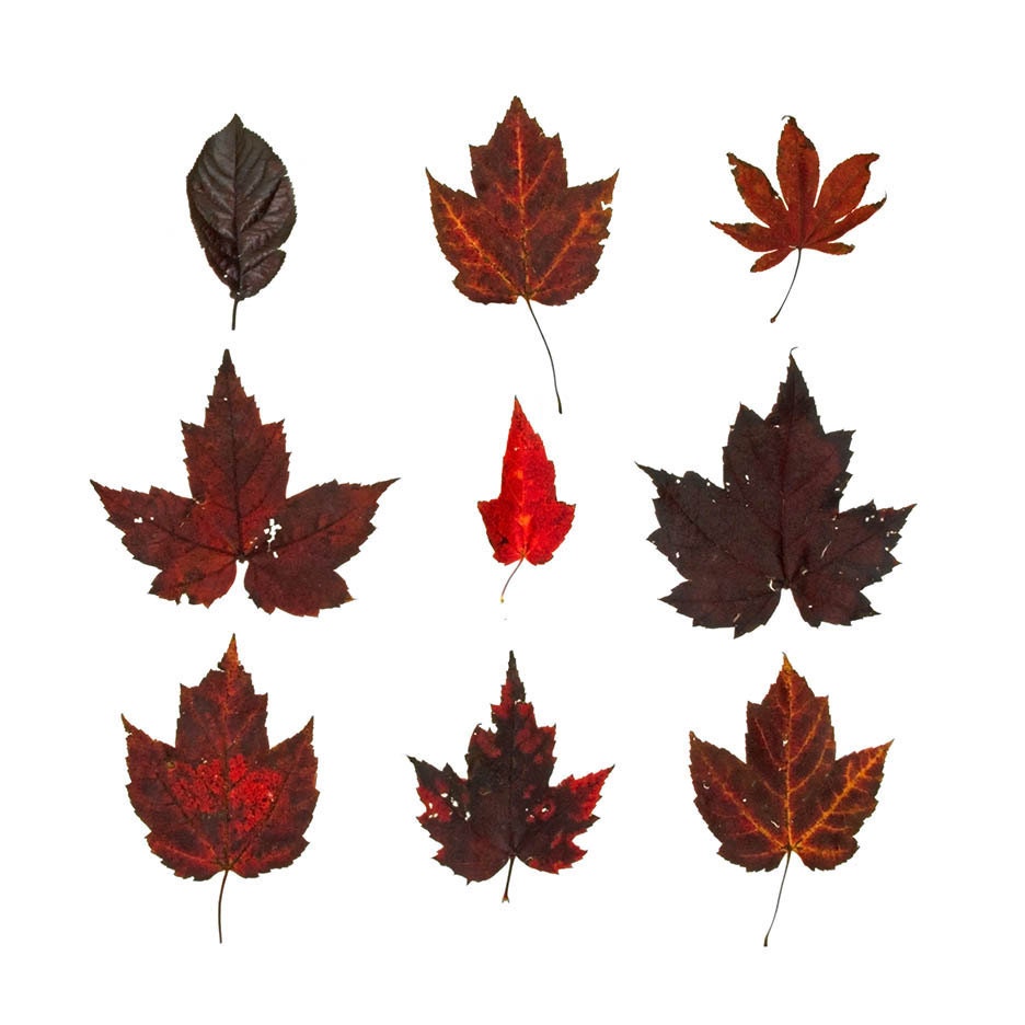 Wine Red Leaves - 8 x 8 botanical photograph - crimson fall foliage, Maine woodland