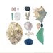 Fiji Beachcombing series No.8 - 8x8 photograph - giant clam, coral, scallop, spider conch, sea glass