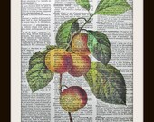 Art Print APPLES 8x10 Dictionary Gold Gilded Page Vintage