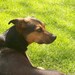 Dog Memorial, Pet Memorial, Custom Hand Painted Silhouette Marker of Your Pet