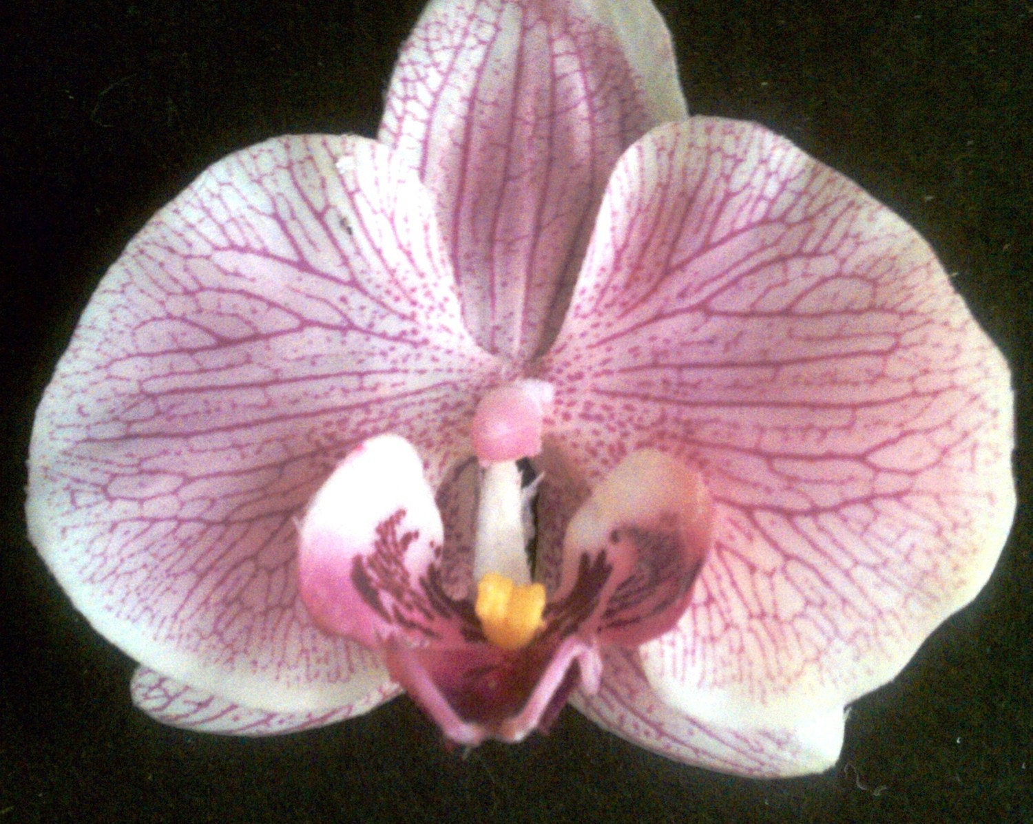 Pink and white Orchid STOCKING STUFFER barrette brooch