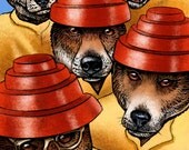 Dingo