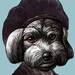 Rembrandt Havanese Van Rijn signed print