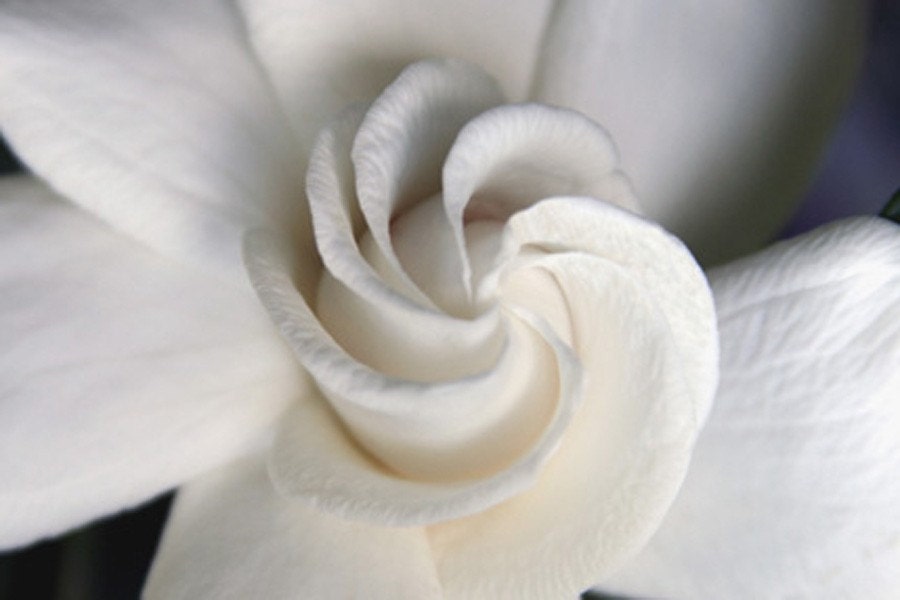 White Gardenia Exotic Flower Photography - Fine Art Hawaiian Nature Photography - Wedding Gift - Bedroom Wall Art - Elegant White