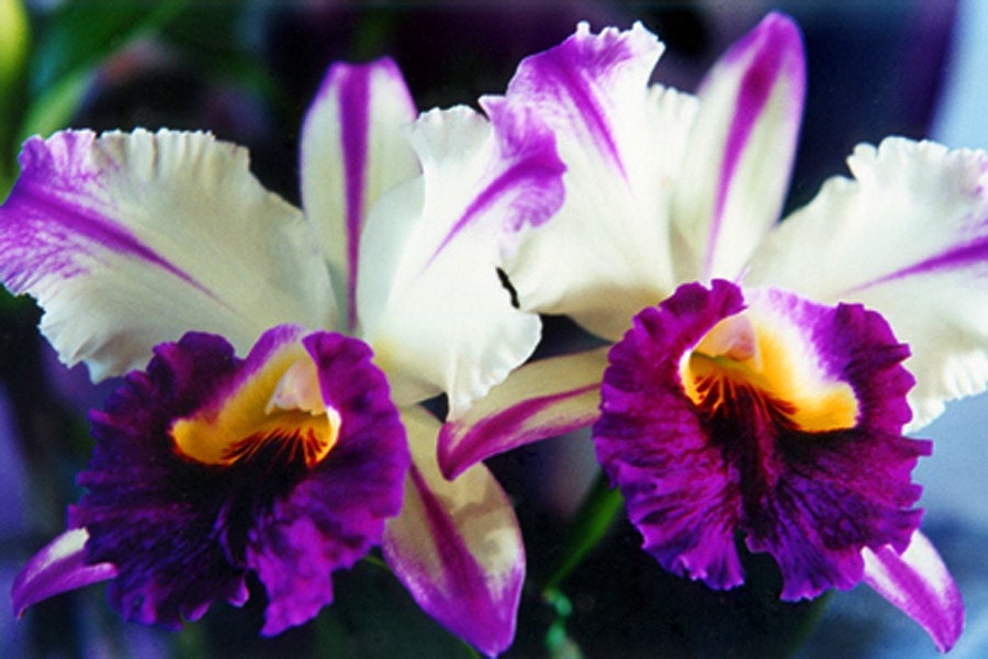 Cattleya Orchids Photo Greeting Card Flower Photography Hawaii Fine Art Photography Nature - Purple and White - Wedding Card