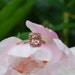 Cushion peach champagne sapphire in 14k rose gold diamond ring