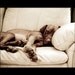 Good Company - 8x10 Fine Art Print