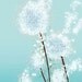 Dandelion Art - Perennial Moment (aqua) - 24x36 LARGE Print - Blue Floral Art
