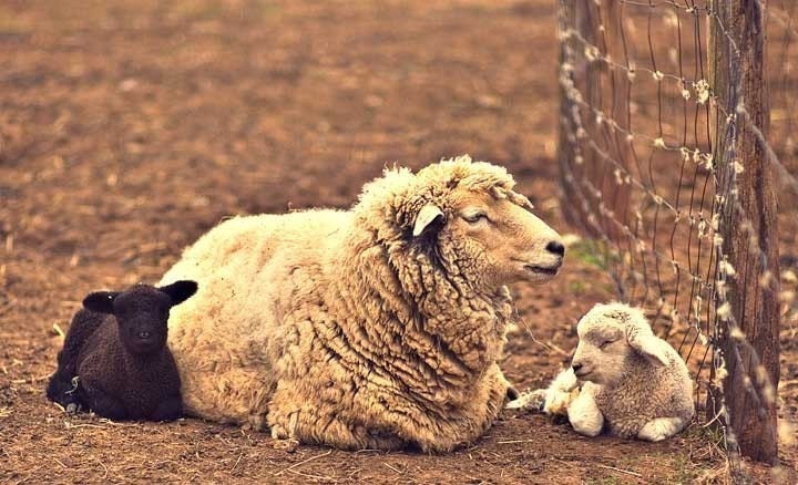 Sheep Photography French Country Decor Nature Photography Nursery Art Print Ewe and Lambs Black Sheep