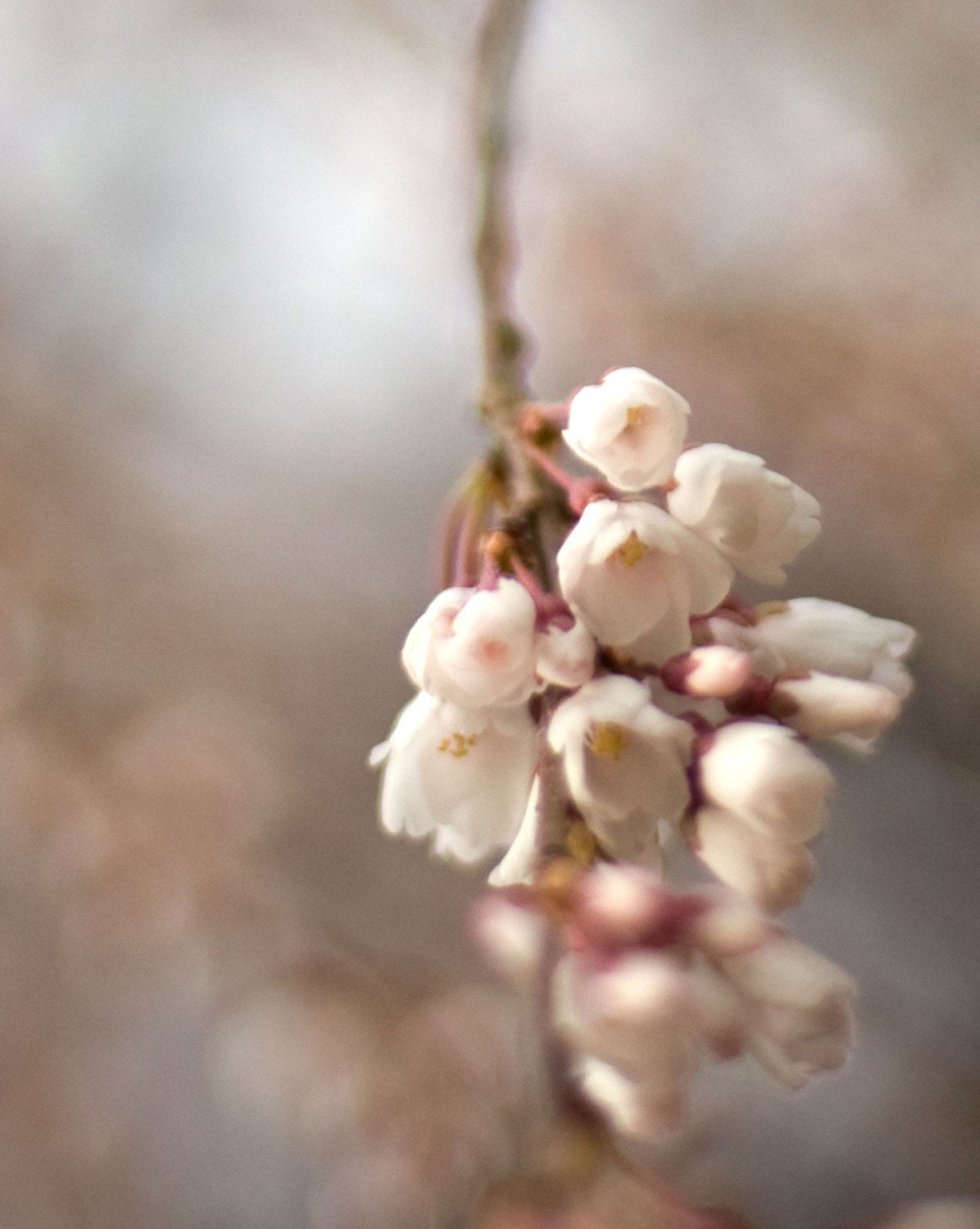 Flower photography, wall art, home decor, nature photography, spring photo, pink brown saffron violet purple mauve lavender cherry blossom