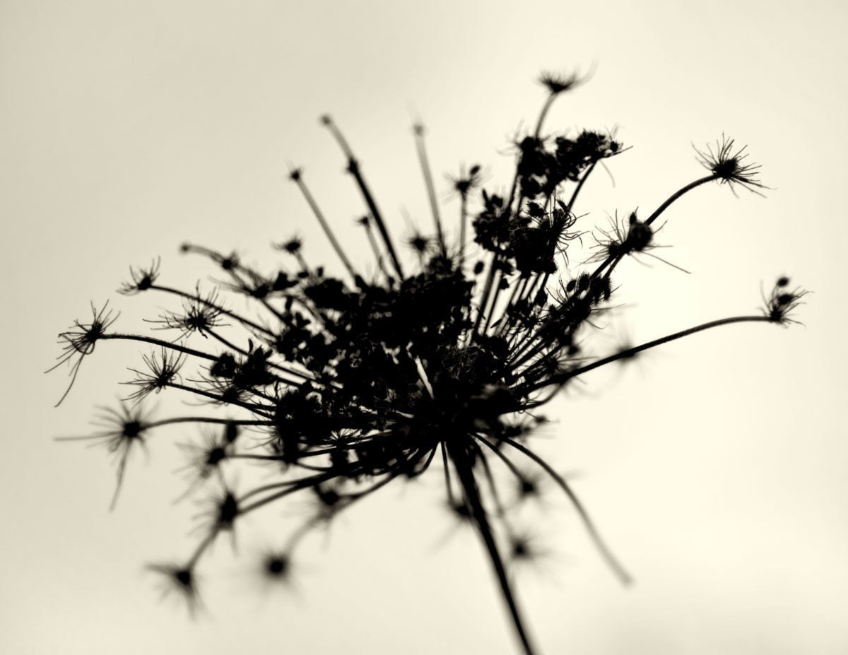 Lace photography, black & white monochromatic print Silhouette of lace - Fine Art Photography 8x10 - photograph