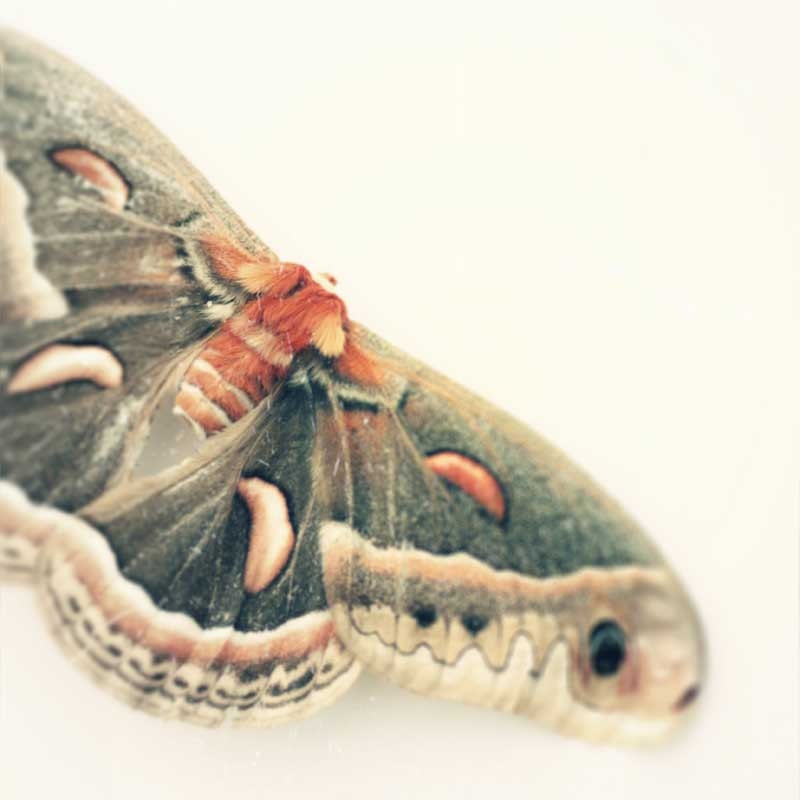 Butterfly print, summer decor, butterfly photography, nursery art, moth photo, coral, home decor 5x5 photograph