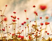 Red flower photography, nature photo, home decor, baby blue sky pink and red flowers summer meadow flower art 8x8 photograph