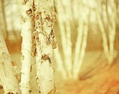 Woodland photography autumn trees fall color nature photography enchanted forest neutral pale paper white amber trees - 8x12 photograph - CarlChristensen