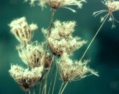 Flower Photograph, winter decor, nature photography, emerald green, Queen Anne's Lace, ethereal print, dried lace - 8x10