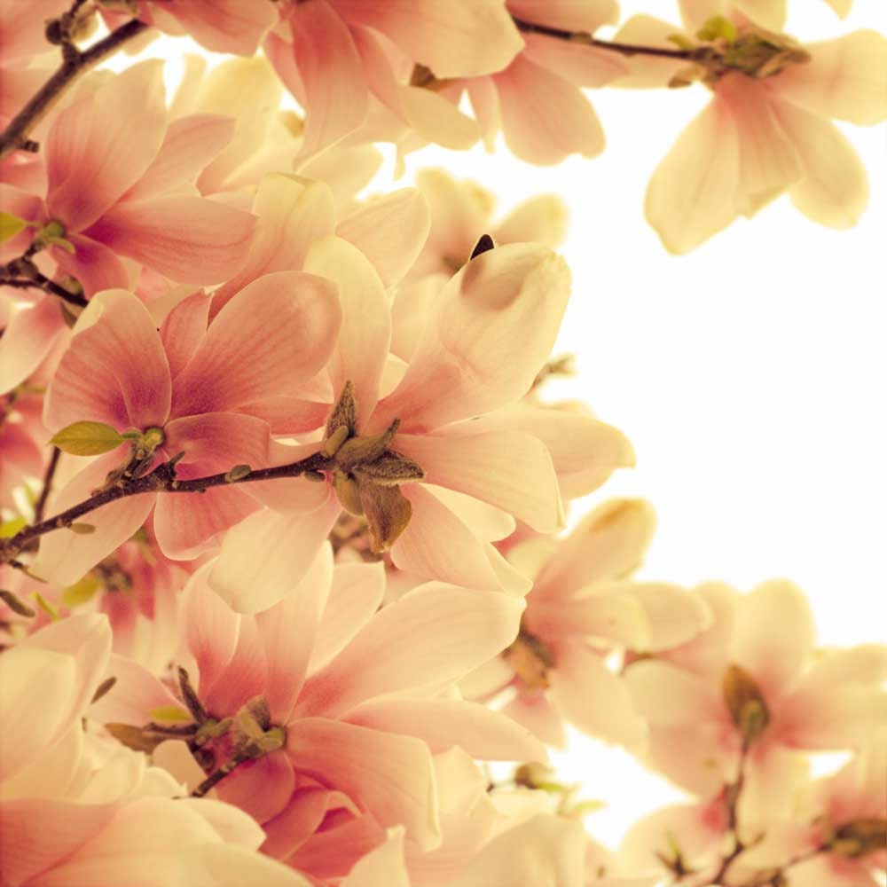 Pink flower photography magnolia blooms nature photography shabby chic cottage decor - Oh For Spring Again 5x5