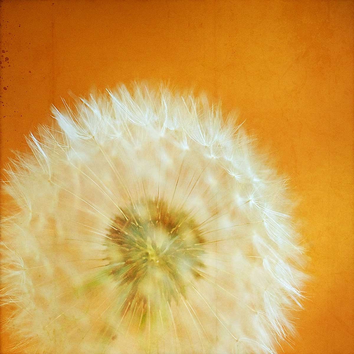 Dandelion photograph, home decor, wall art, flower photography, spring decor, rustic decor, tango orange - 8x8 photograph