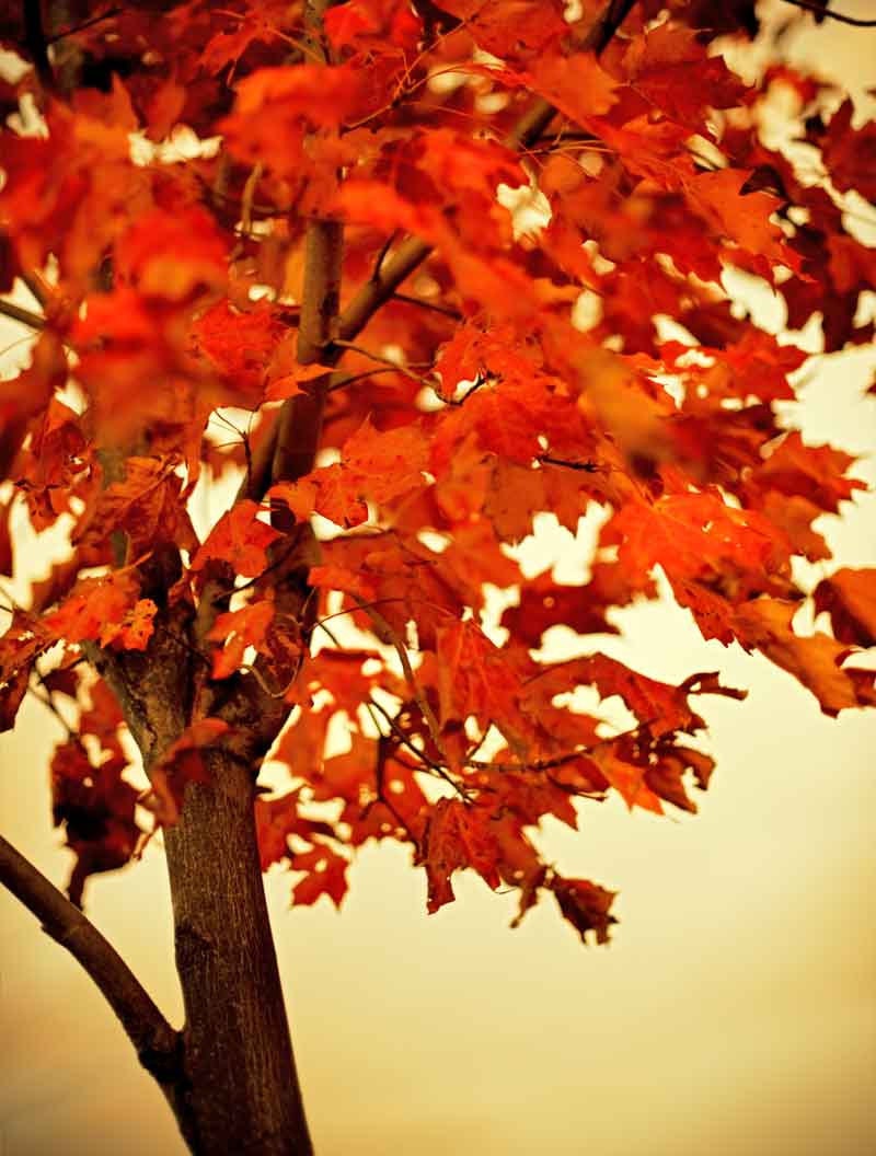 Tree Photography home decor nature prints autumn color - Forest For The Trees - 6 art prints set  - 5x7 and 5x5 photographs