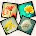 home decor flower photography nature prints garden prints pink green teal yellow Fine Art Photography Mini Flower Print Set 5 at 5x5