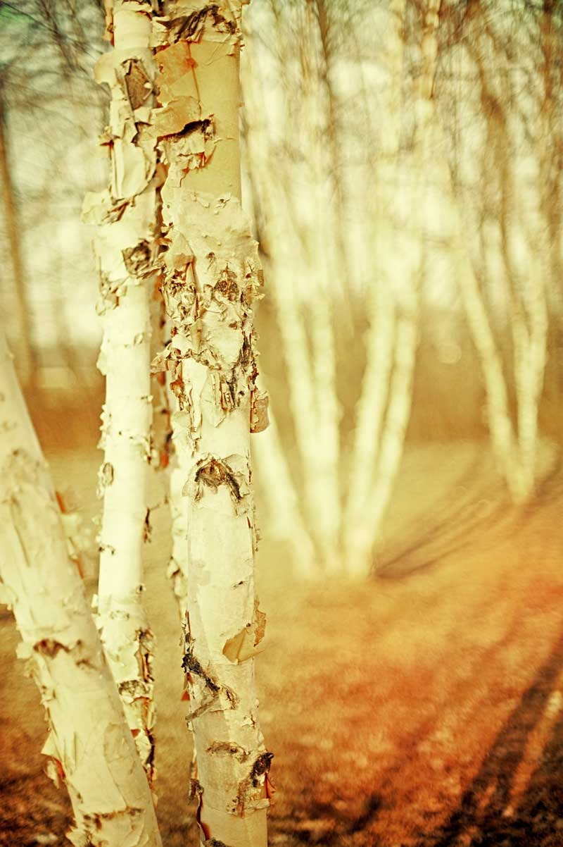 Woodland photography autumn trees fall color nature photography enchanted forest neutral pale paper white amber trees - 8x12 photograph