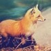 Fox Photography Natural History Woodland Creature Fox Decor, Blue Nature Print, shabby chic decor nursery art turquoise - Sly Fox 8x8