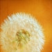 Dandelion Photo, Orange, Spring Decor nursery art nature photos wood panel wall art home decor - 8x8 Ready To Hang