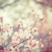Nature photography Spring flowers pink wedding decor shabby chic flower print french country pale blush botanical print