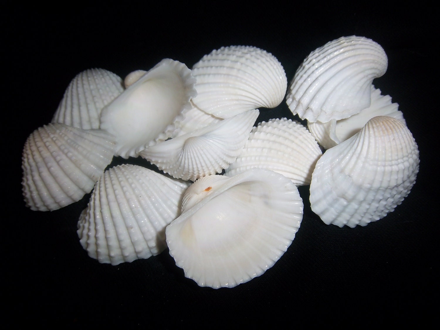 beach Decor-12-white medium clam shells