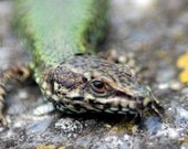 GREEN ITALIAN LIZARD PRINT