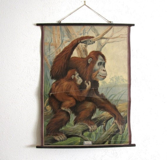RESERVED Vintage Antique School Wall Chart Natural History Zoology Orangutan Monkey Primate 1900s Austin Modern