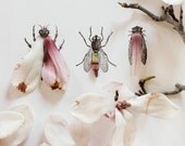 Magnolia Bug No. 4334