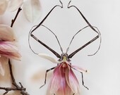 Magnolia Bug No. 4336