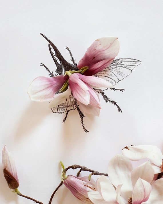 Magnolia Bug No. 4333